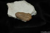 Beautifully Preserved Pliomera Trilobite #473-2
